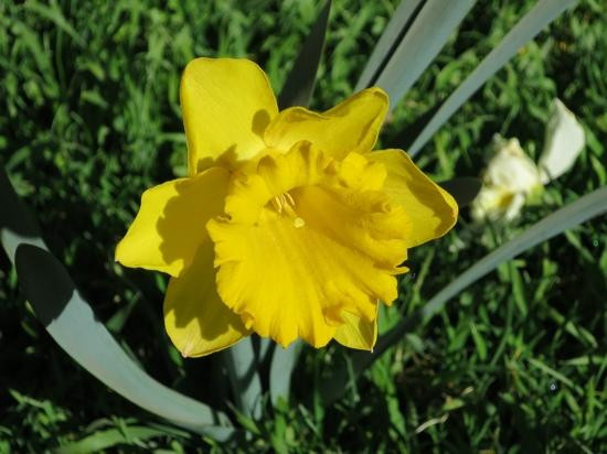 McLaughlin's Daffodil Hill景点图片