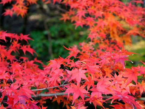 须磨离宫公园-神户市必去景点