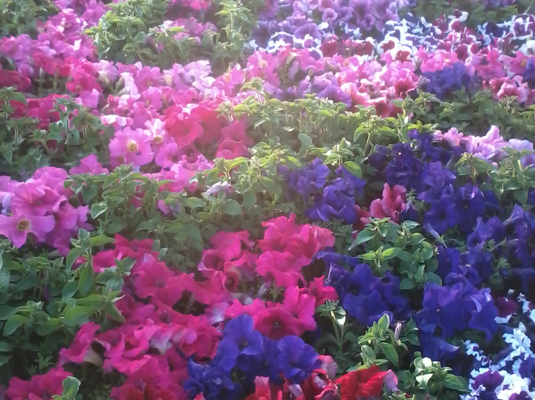 Jardineria Gonzalez-卡拉费尔必去景点