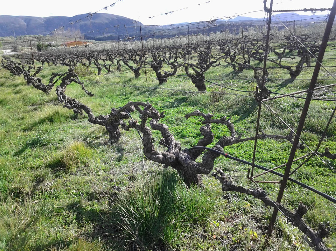 Ruta de Microvina del Celler la Muntanya景点图片