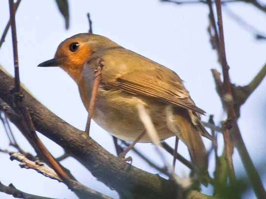 Madeira Fauna & Flora-沙尔必去景点