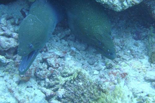 香蕉崖-马累北环礁必去景点