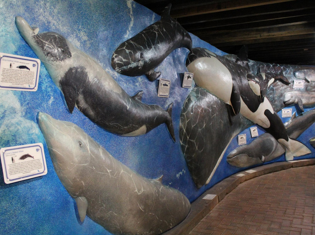 South Australia Whale Centre-维克多港必去景点