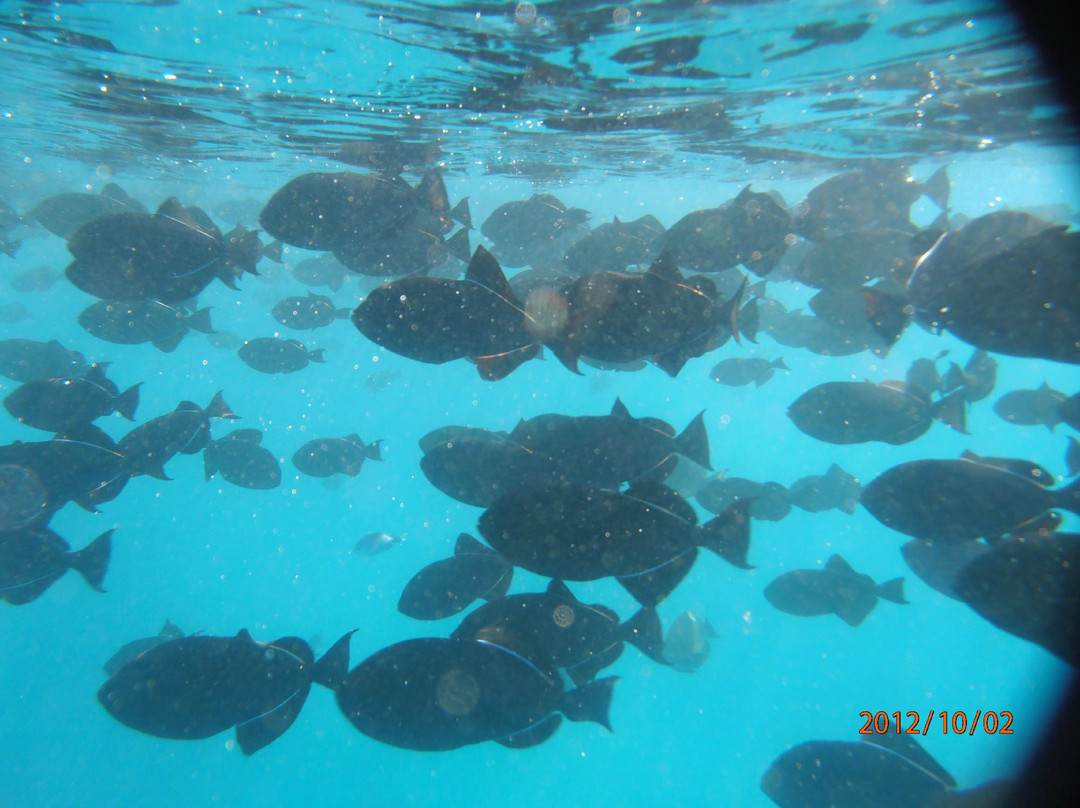 Holokai Catamaran-火奴鲁鲁必去景点