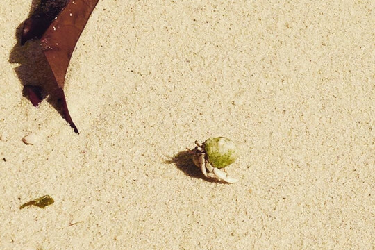 Célèbes avec Wanca