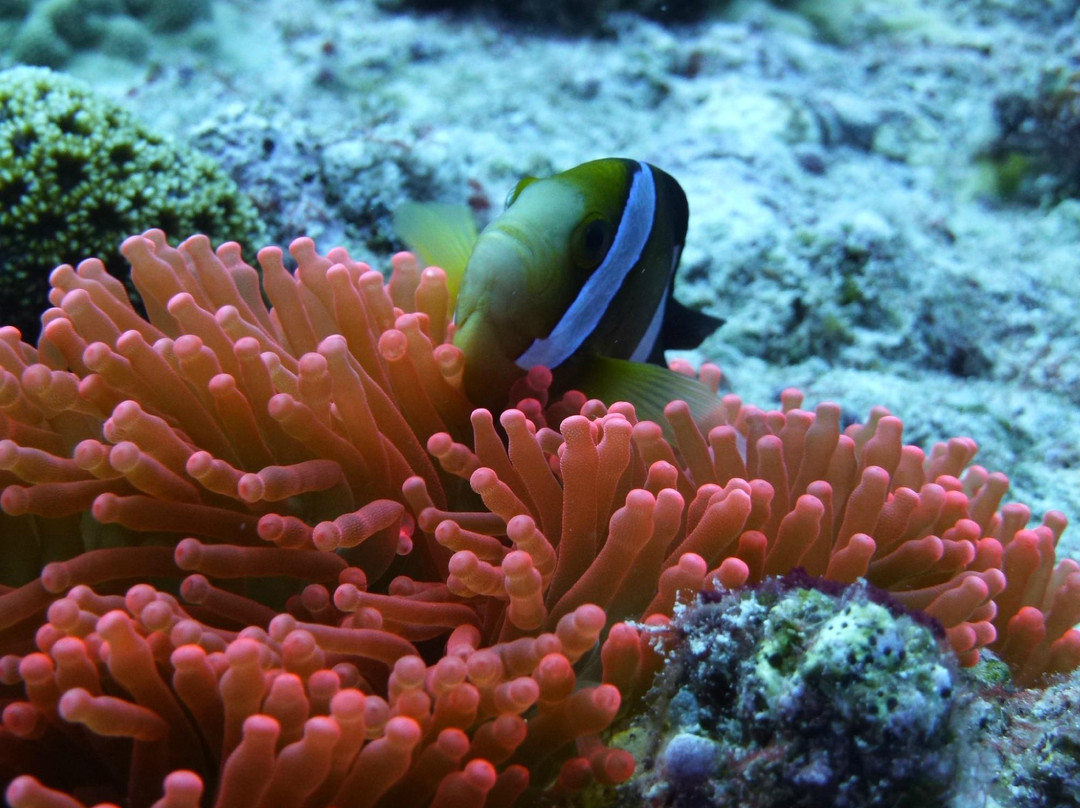 Grotto Snorkeling Sightseeing Day Tours - Sea Lovers景点图片