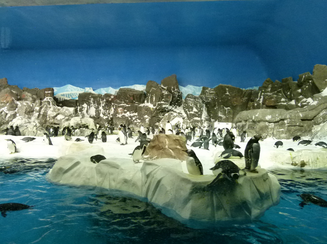 圣地亚哥海洋世界-圣地亚哥必去景点