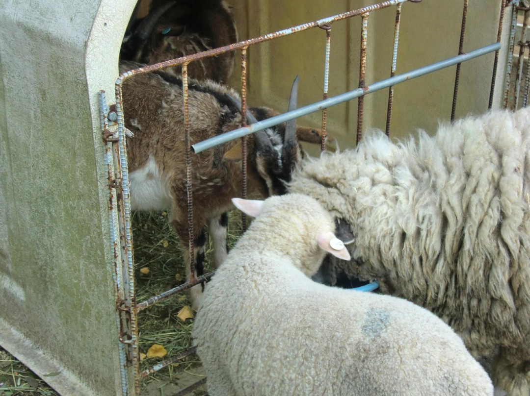 Rokkosan Farm-神户市必去景点