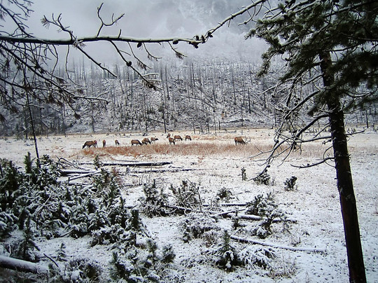 Yellowstone Tour Guides - Day Trips-西黄石镇必去景点