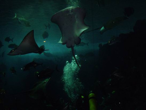 广州海洋馆-广州市必去景点