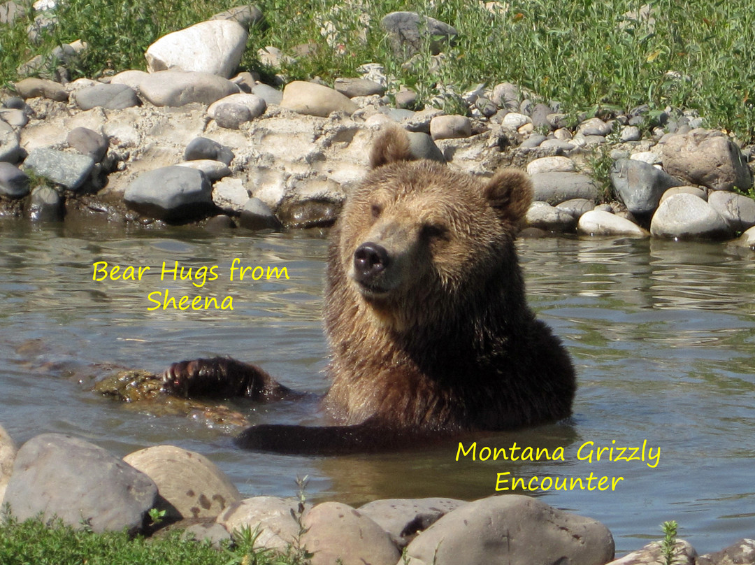 Montana Grizzly Encounter-博兹曼必去景点