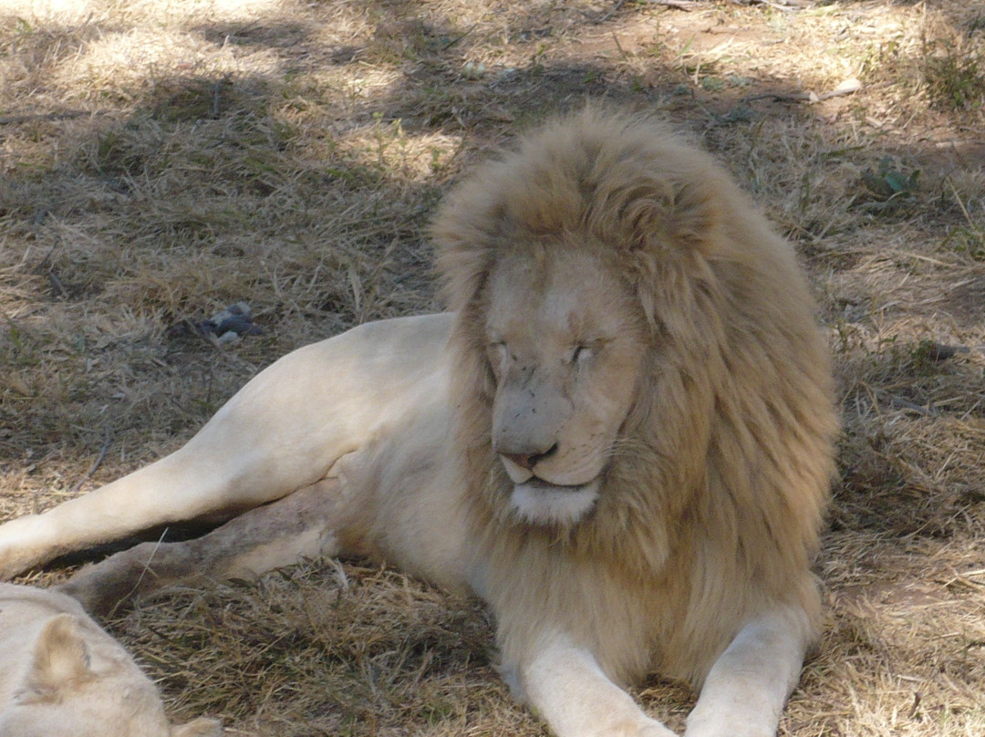 Lion and Safari Park-Broederstroom必去景点