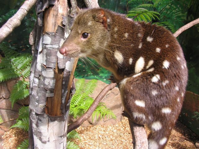 Billabong Zoo Koala & Wildlife Park-麦克夸利港必去景点