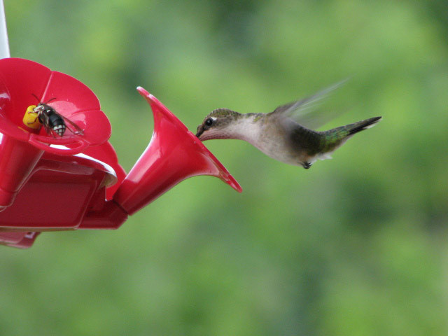 Wyalusing State Park-Bagley必去景点