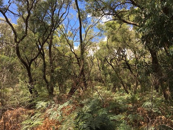 Henry Littledyke Reserve-Nyora必去景点