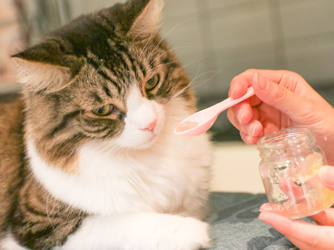 Cat Café Moff Iias Okinawa Toyosaki