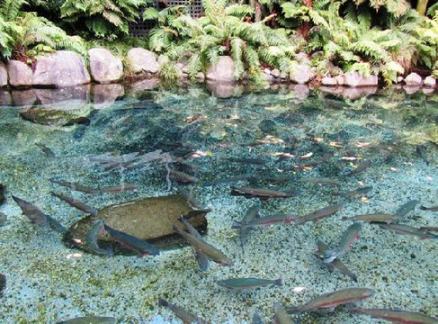 彩虹泉自然公园-罗托鲁瓦必去景点