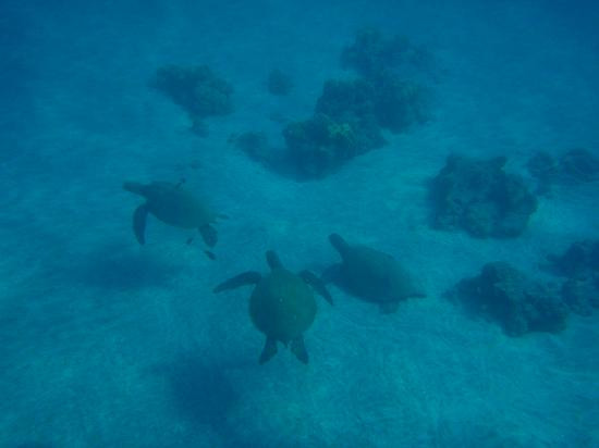 Maui Kayaks-基黑必去景点