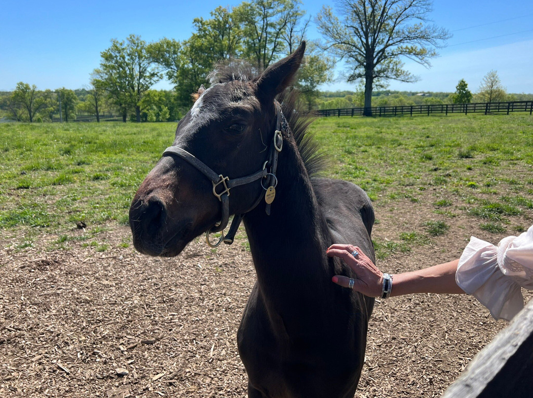 Runnymede Farm-Paris必去景点