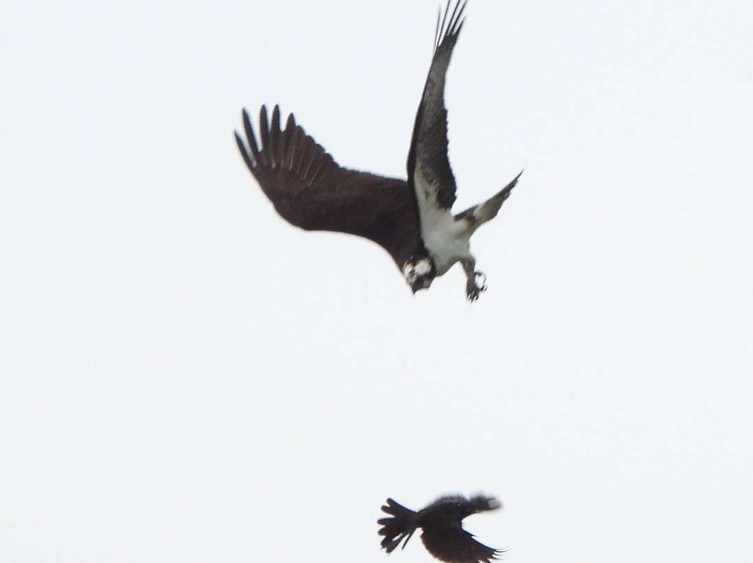 Birds & Beasleys-赫勒拿必去景点