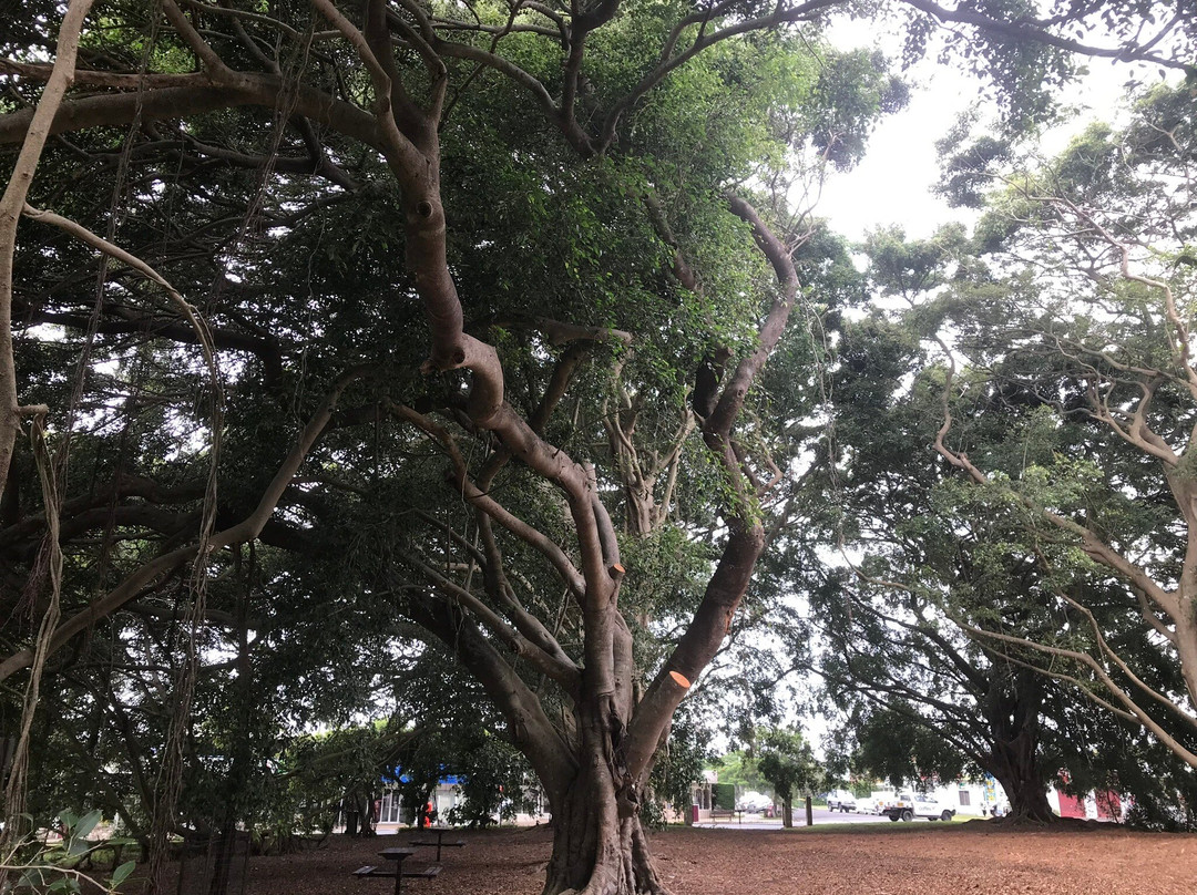 Wirreanda Park景点图片
