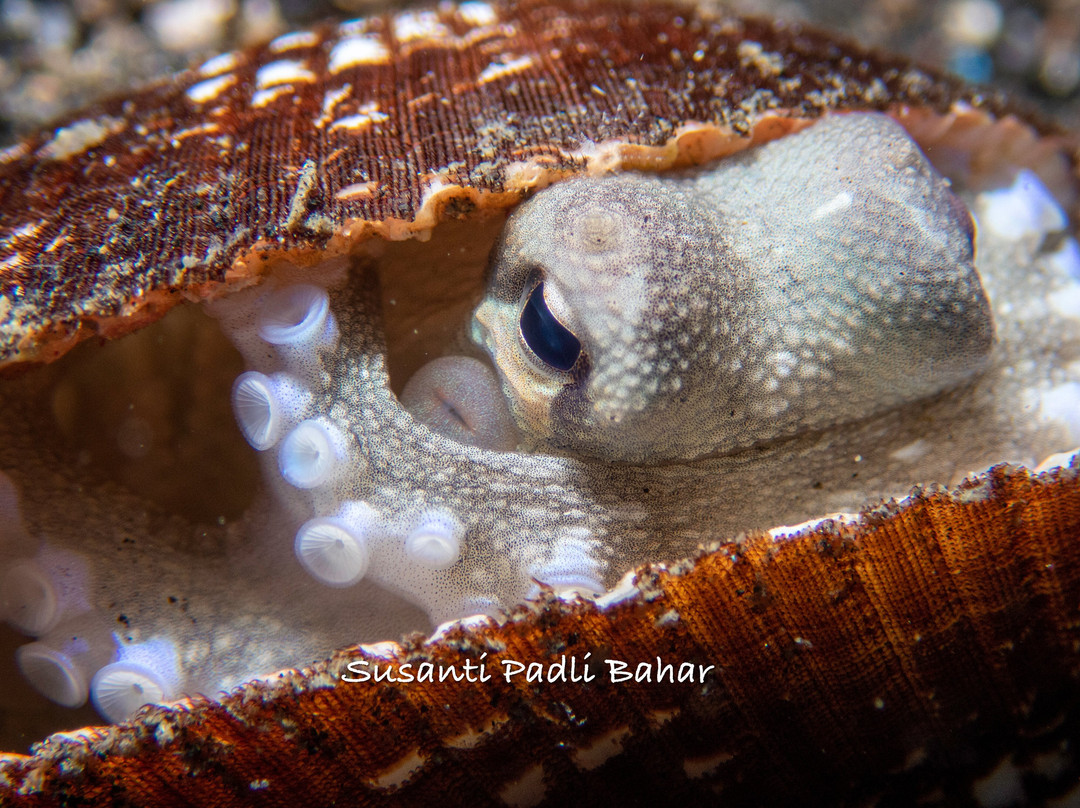 YOS Dive Lembeh-Eco Beach Resort-比通必去景点