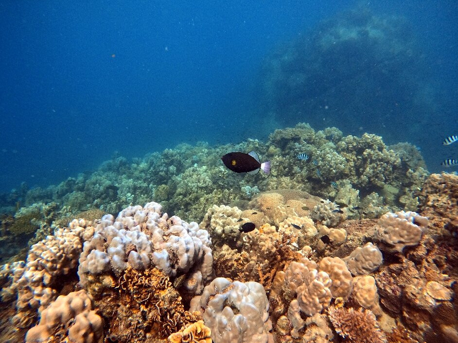 Big Blue Tech-涛岛必去景点