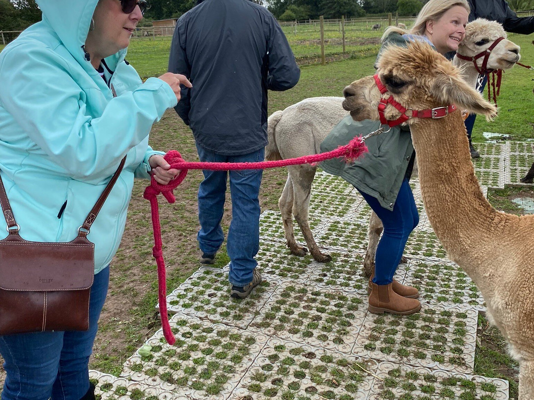 Lucky Tails Alpaca Farm景点图片