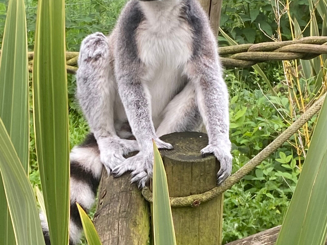 Kirkley Hall Zoological Gardens景点图片