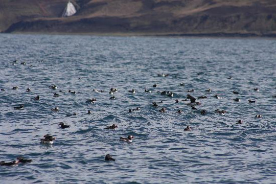 Gentle Giants Whale Watching-胡萨维克必去景点