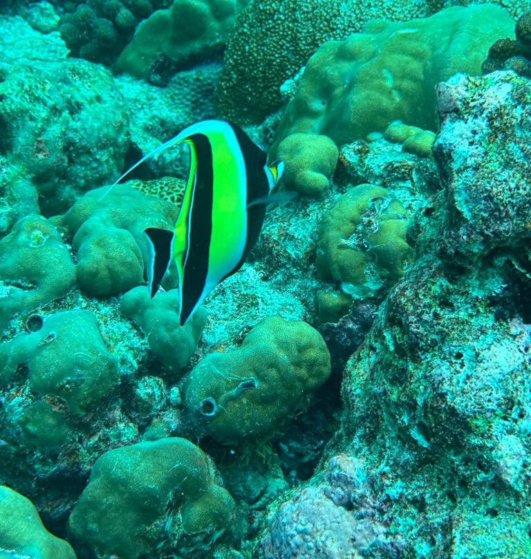 Dhigurah Divers景点图片