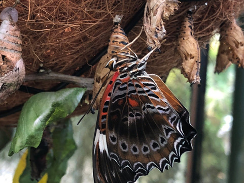 Aussie Macro Photos-凯恩斯必去景点