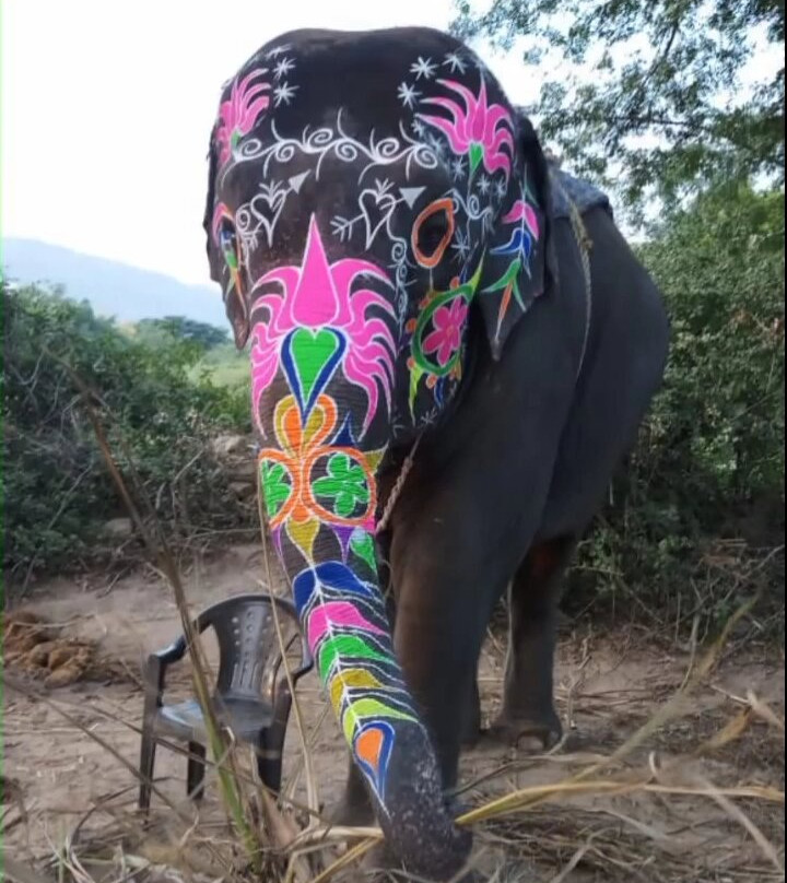 Elephant Fun Park-斋蒲尔必去景点