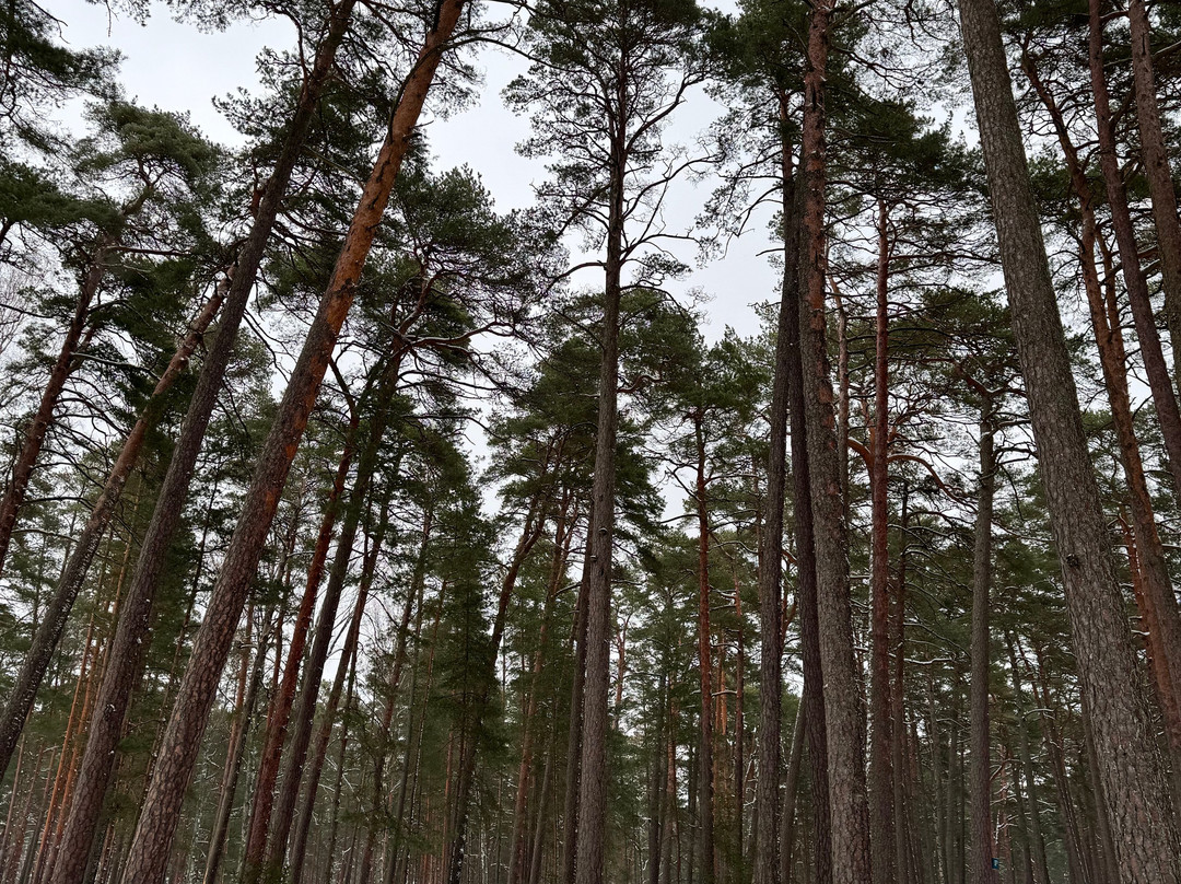 Dzintari Forest Park-尤尔马拉必去景点