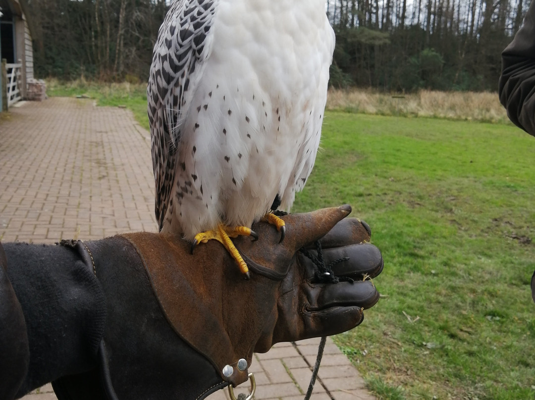 Strathblane Falconry-Strathblane必去景点