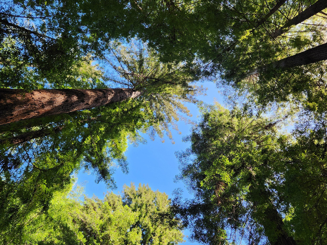 Gualala River Redwood Park景点图片