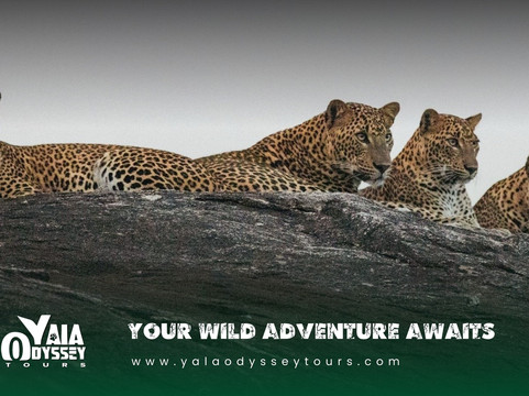 Yala Odyssey Tours