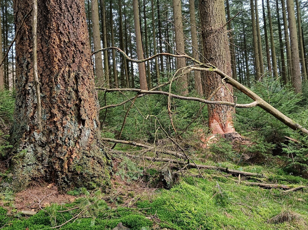 La Grande Forêt de Saint-Hubert景点图片