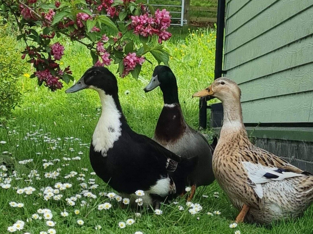Ferne Animal Sanctuary-Chard必去景点