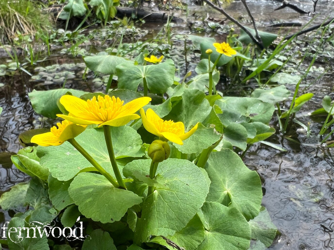 Fernwood Botanical Garden景点图片