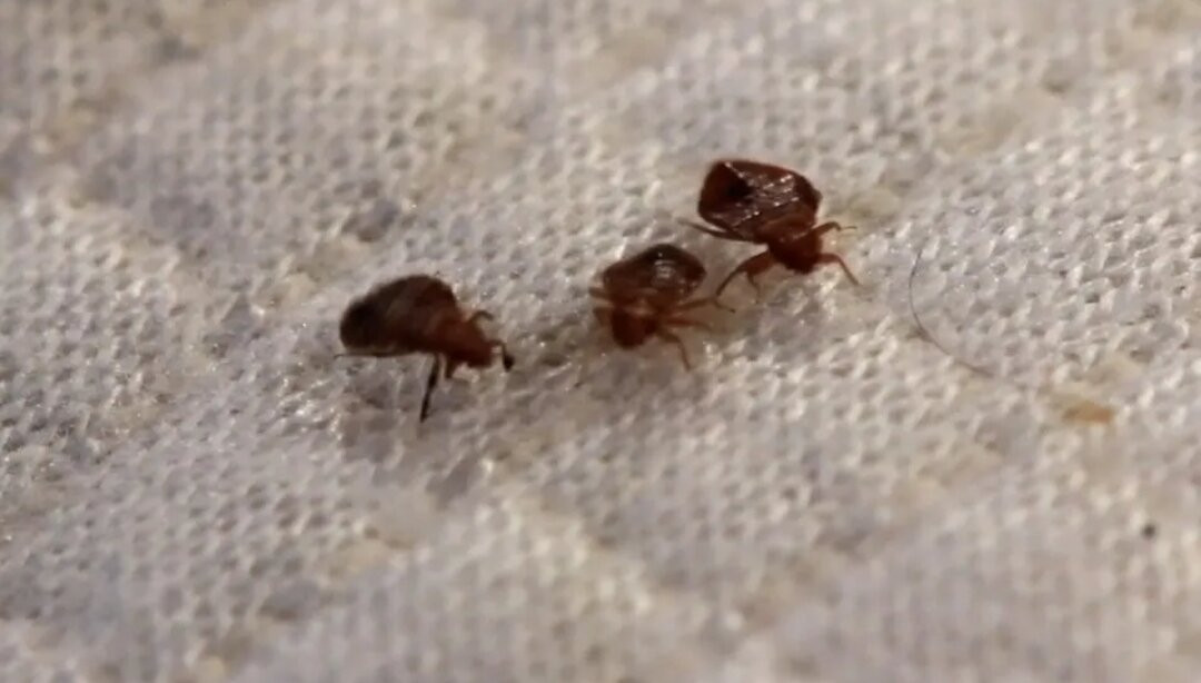 Baymont by Wyndham Boone主图