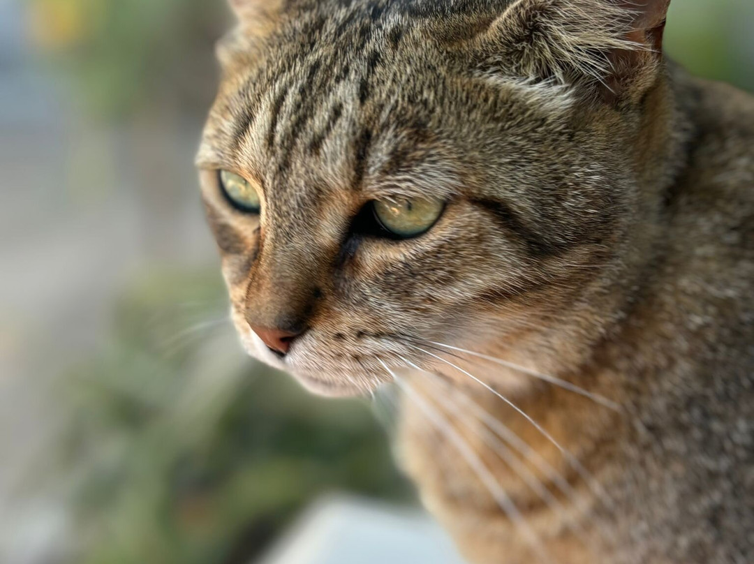 Gatti Felici Di Lipari-利帕里必去景点