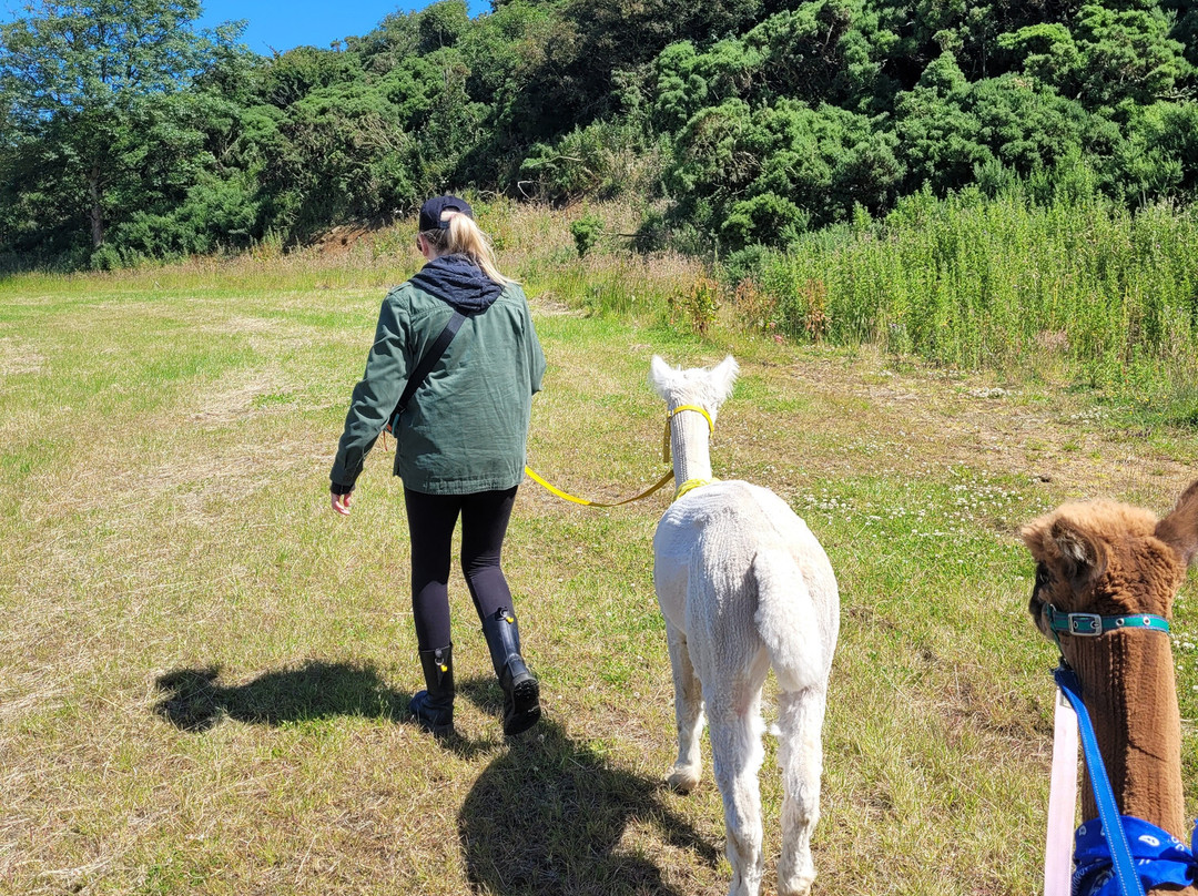 North Coast Alpacas-科尔雷恩必去景点