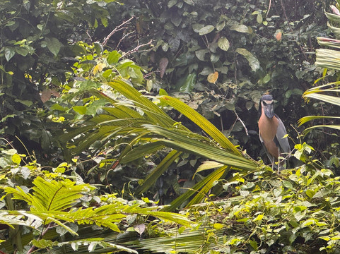 Tortuguero Life Tours-托图杰多必去景点