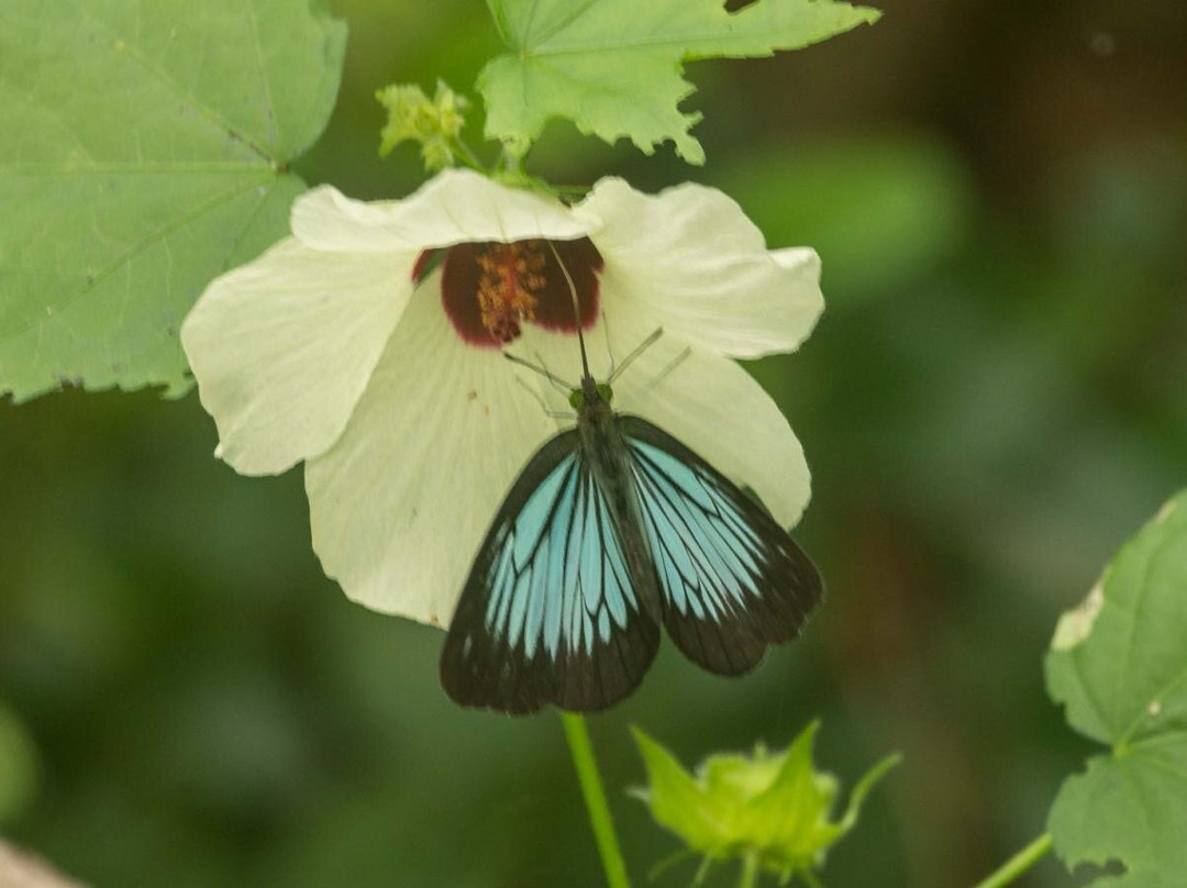 Anawilundawa Wetland Sanctuary-Chilaw必去景点