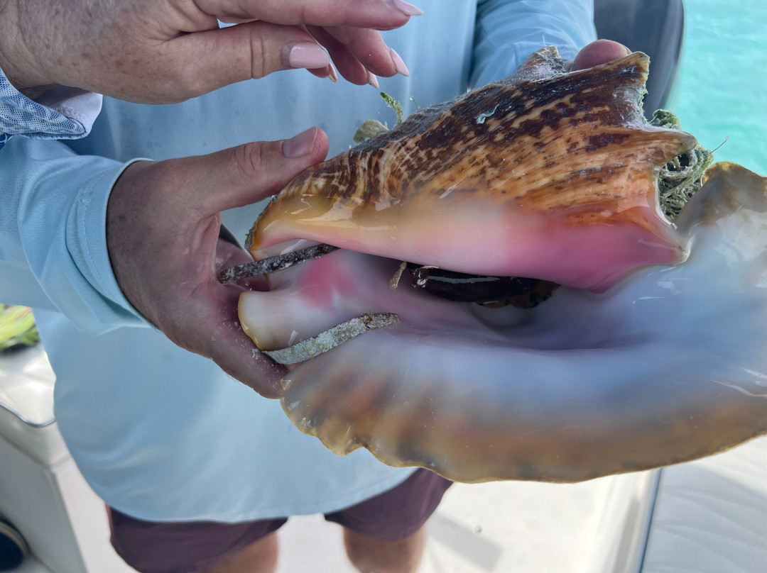 Bahamas Discovery Quest-长岛必去景点