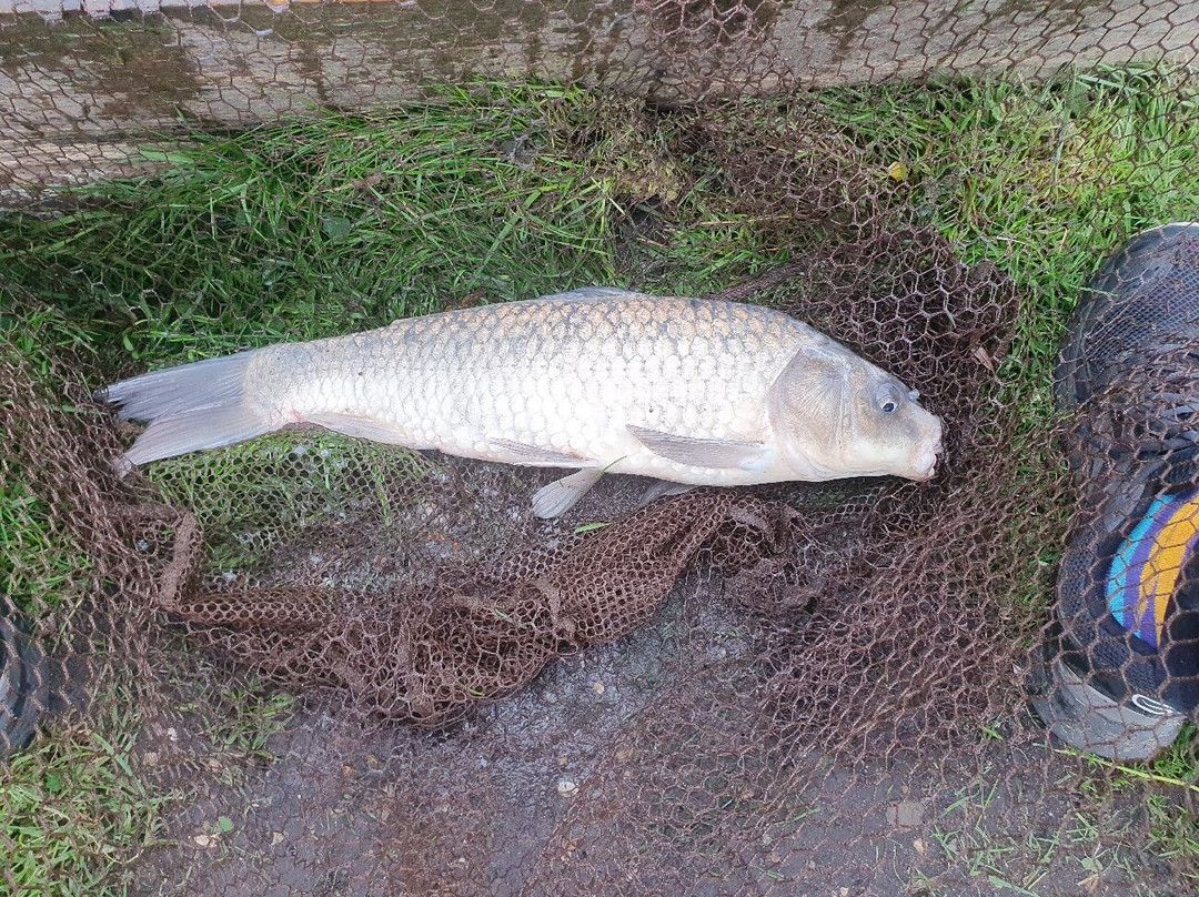 Field Farm Fisheries景点图片