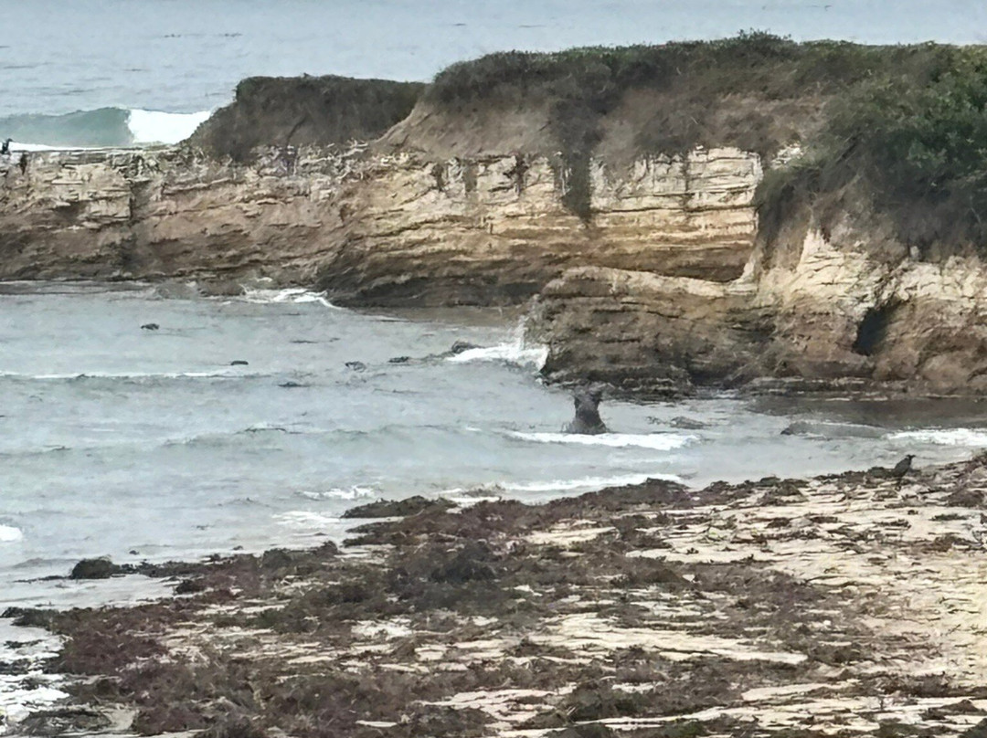 Año Nuevo State Reserve-佩斯卡德罗必去景点