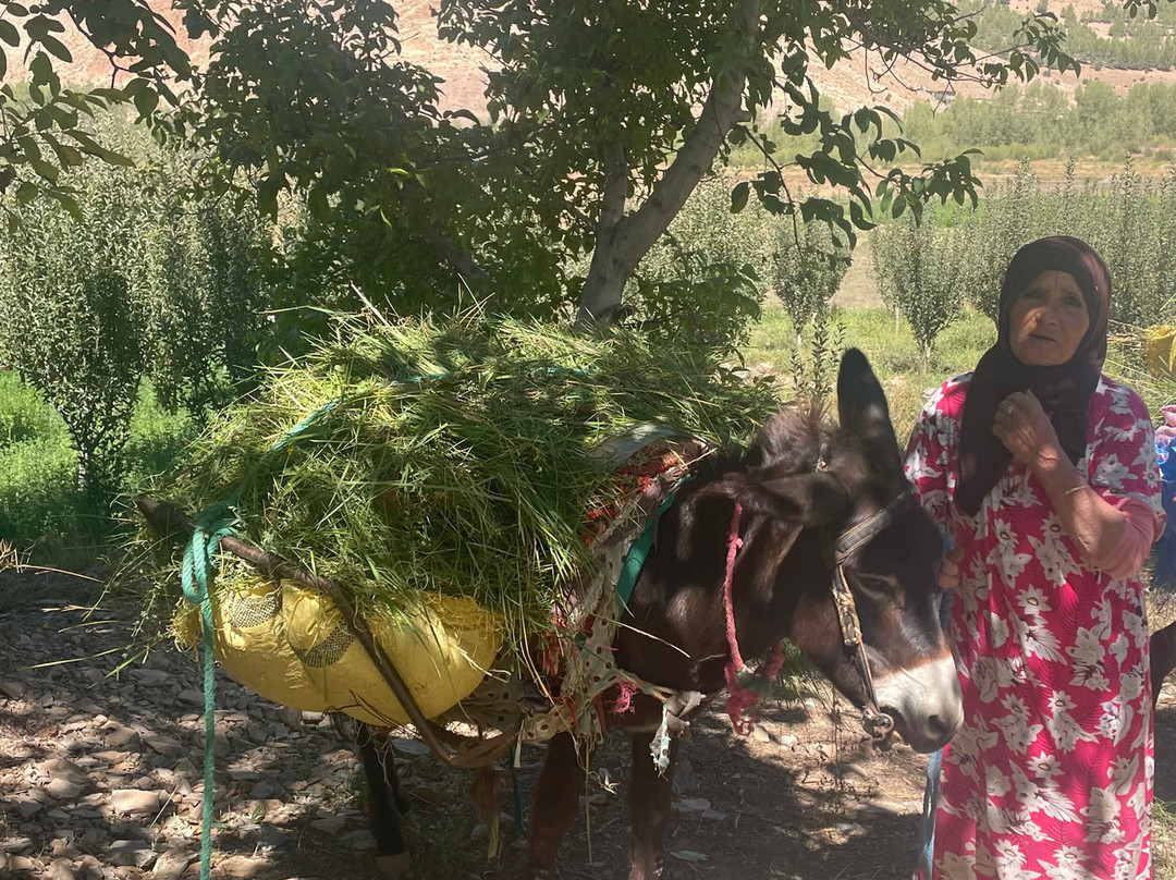 Farka Tours-伊拉悉迪亚必去景点