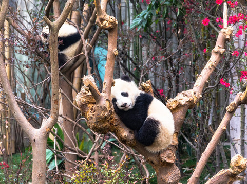Manjing Travel-成都必去景点